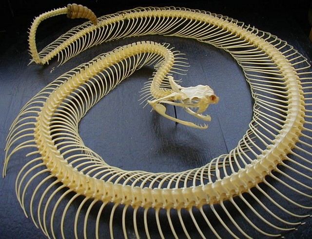 RÃ©sultat de recherche d'images pour "squelette du serpent"