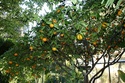 http://i34.servimg.com/u/f34/09/02/38/94/th/citrus10.jpg