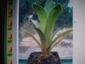 Brocchinia, Cathopsis et Heliamphora