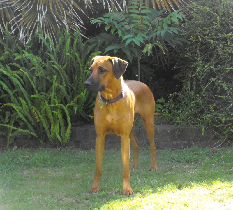 australia ridgeback