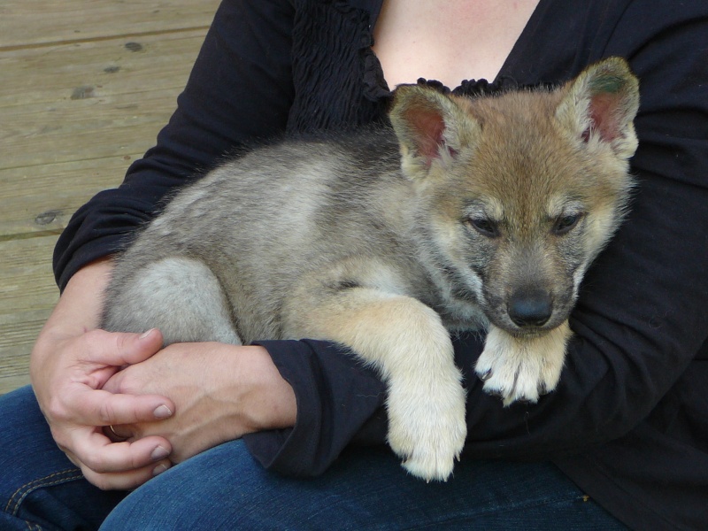 rencontre chien et chiot