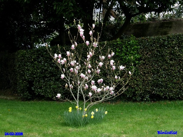Magnolia rose. dans Fleurs et plantes p2243414