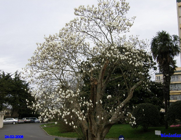 Magnolia blanc. dans Fleurs et plantes p2243419