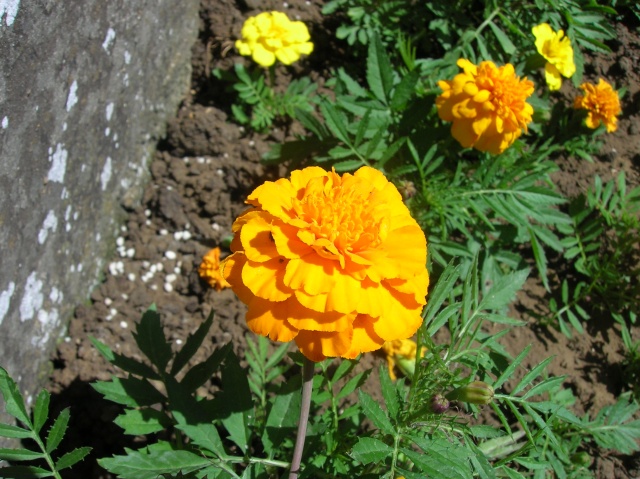 dscn7212.jpg