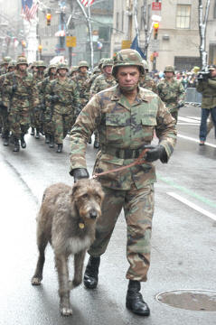 un wolfhound irlandais dans la parade de la Saint-Patrick a New York en 2004