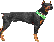 Dobermann Dobermann
