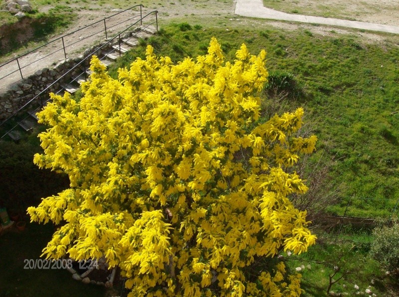 mimosa10.jpg