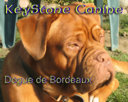 Dogue+de+bordeaux+breeders+ontario