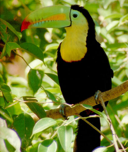 le toucan