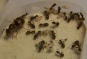 http://i34.servimg.com/u/f34/11/84/72/52/th/lasius10.jpg