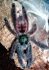 Avicularia