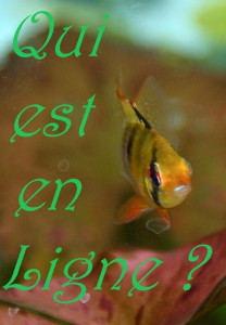 Qui est en ligne ?
