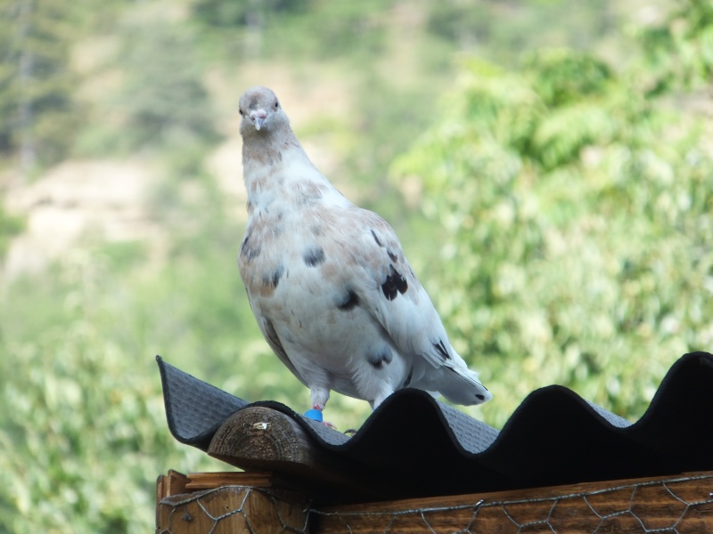 dscf5610.jpg