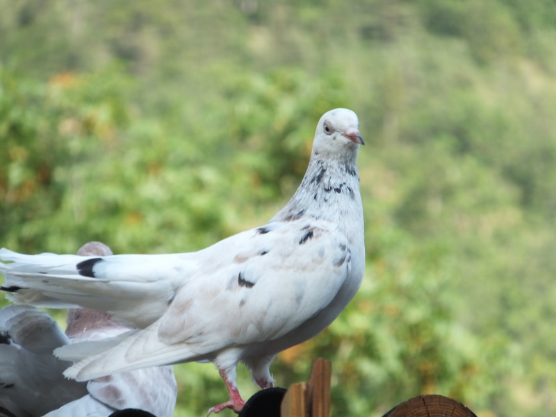 dscf5611.jpg