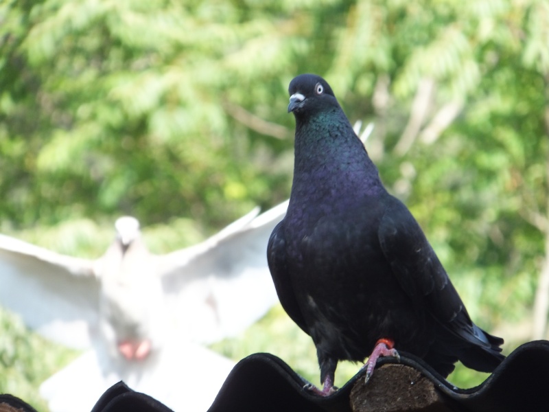 dscf5612.jpg