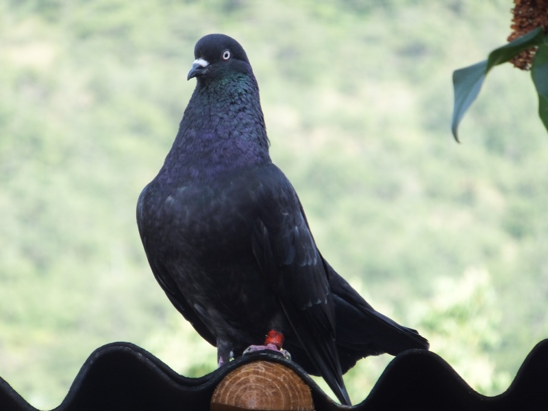 dscf5613.jpg