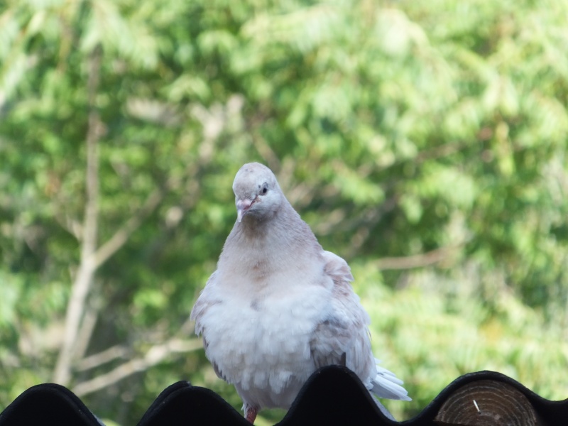 dscf5614.jpg