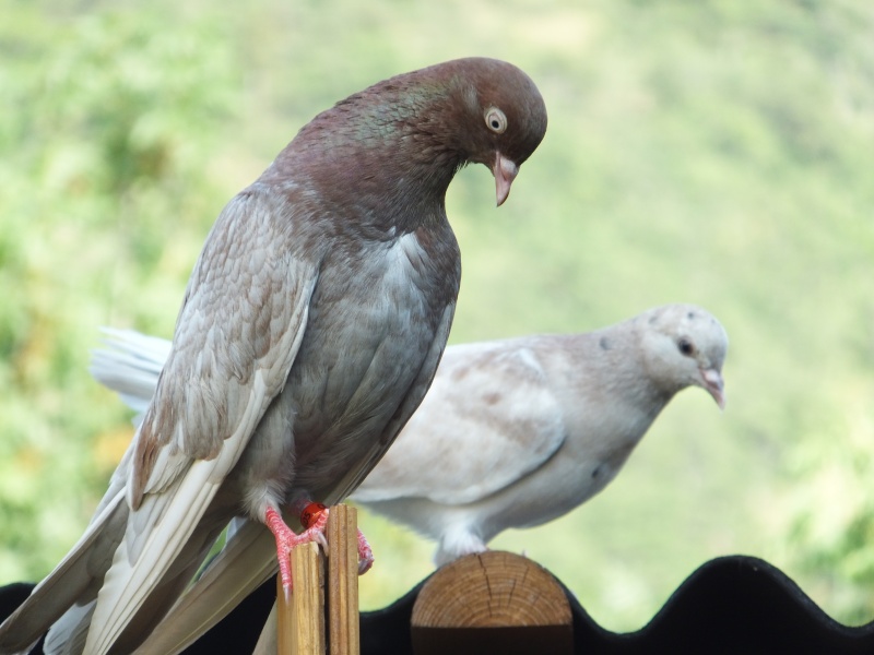 dscf5712.jpg