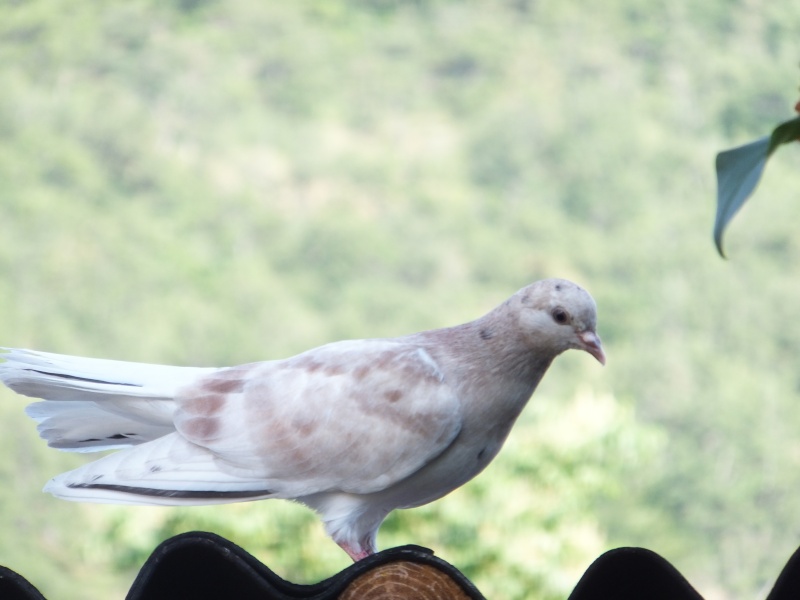 dscf5713.jpg