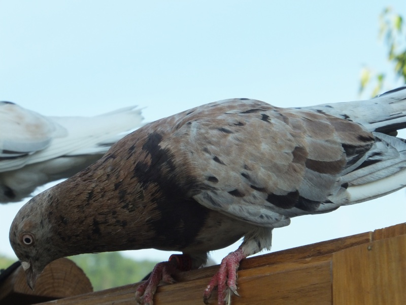 dscf5716.jpg
