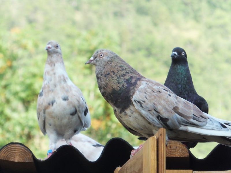 dscf5717.jpg