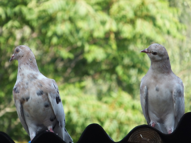 dscf5719.jpg