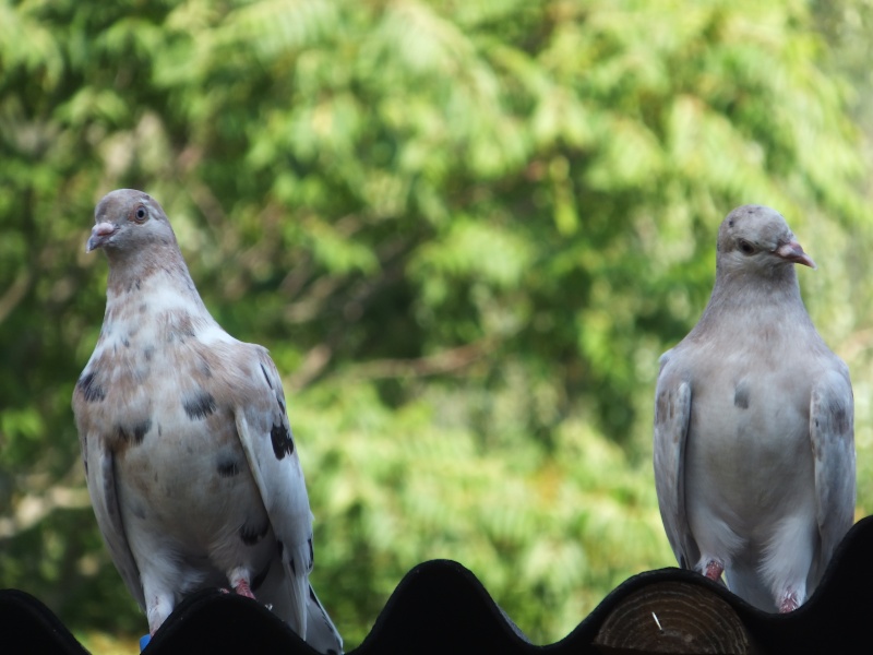 dscf5720.jpg
