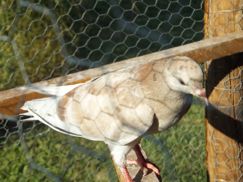 dscf5913.jpg