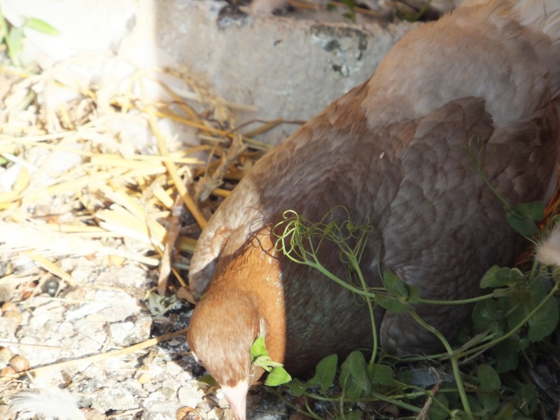 dscf5914.jpg
