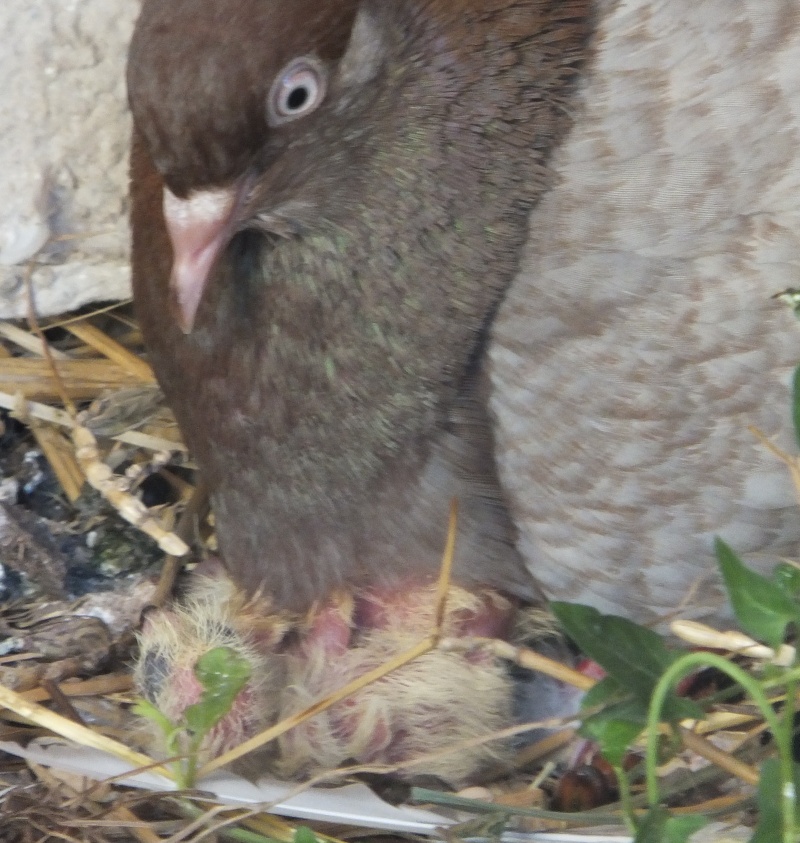 dscf6310.jpg