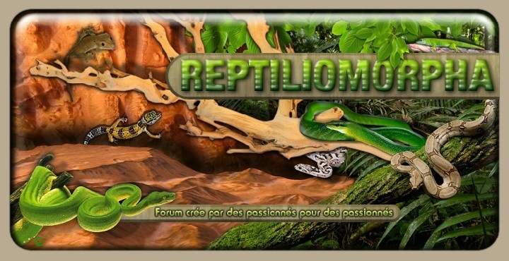 Reptiliomorpha