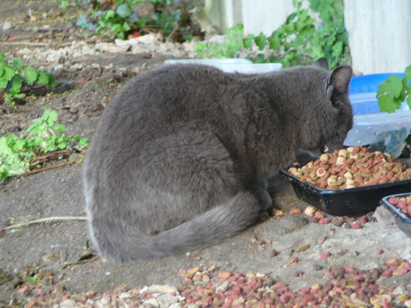 chat chartres