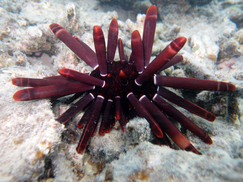 Heterocentrotus mamillatus (Linnaeus, 1758)