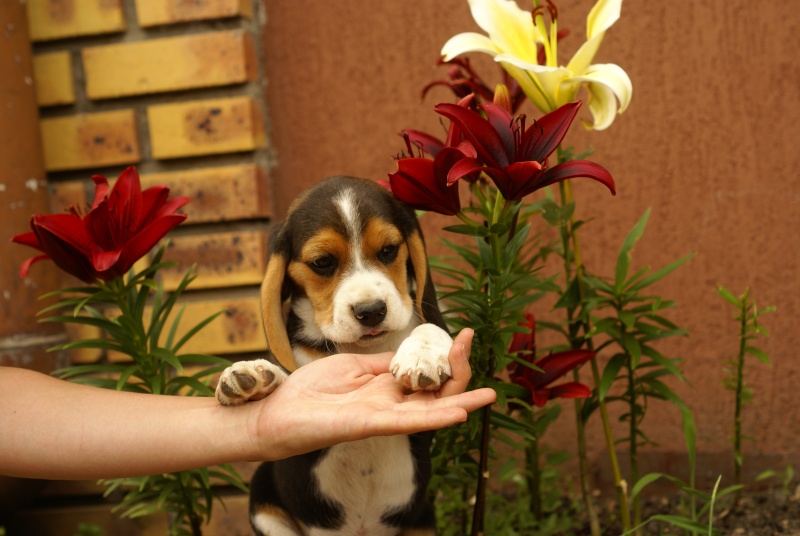 rencontre beagle alsace