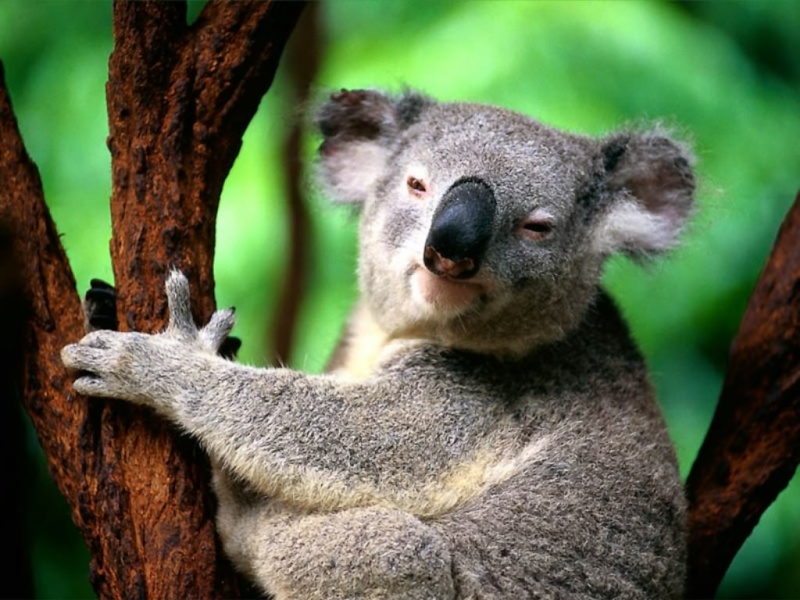 koala014.jpg