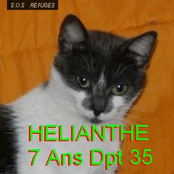 helian10.jpg