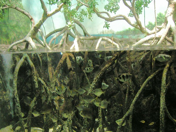mangro10.jpg