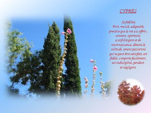 cypras10.jpg