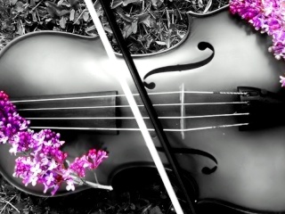 violin10.jpg