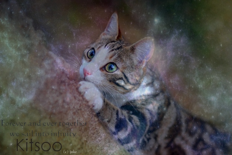 kitsoo10.jpg