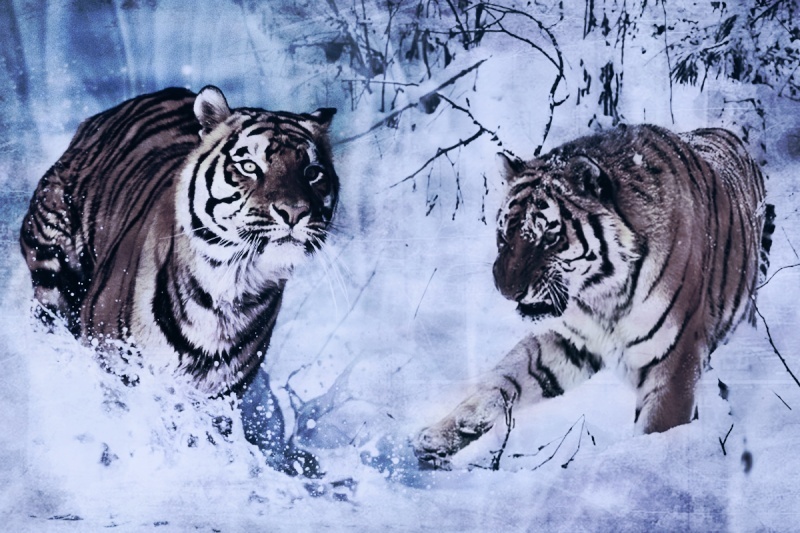 tigres16.jpg
