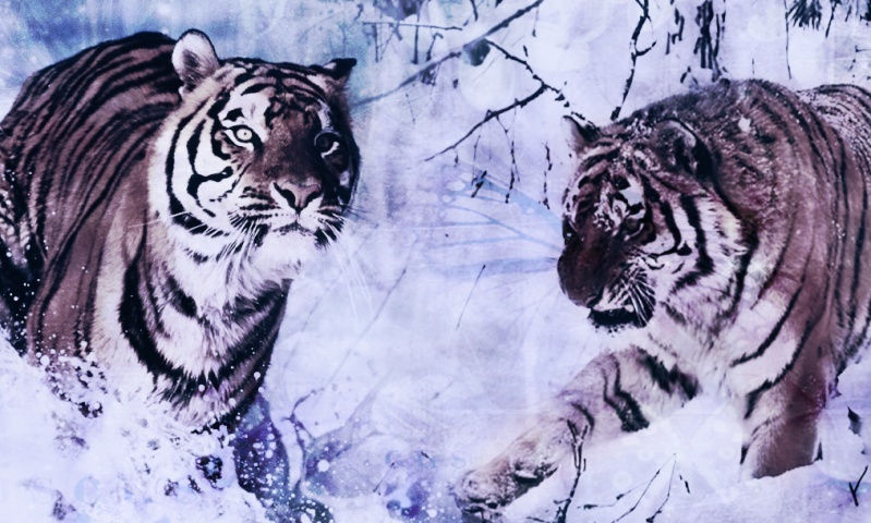 tigres20.jpg