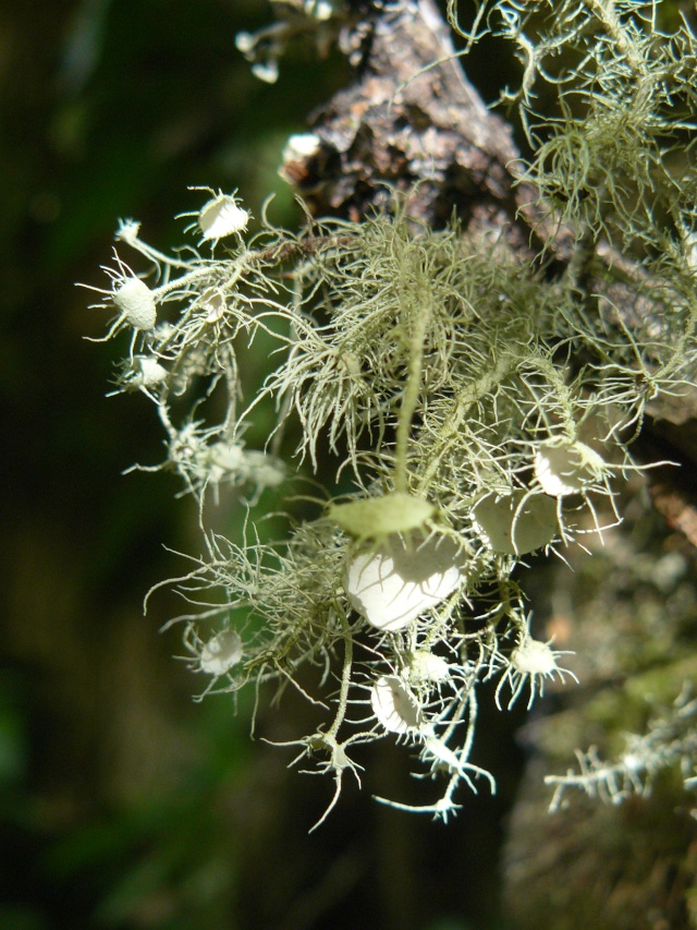 lichen11.jpg